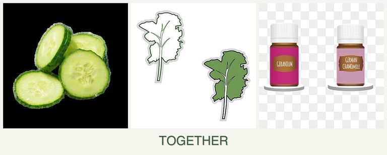 Can you plant cucumbers, kale and geraniums together?