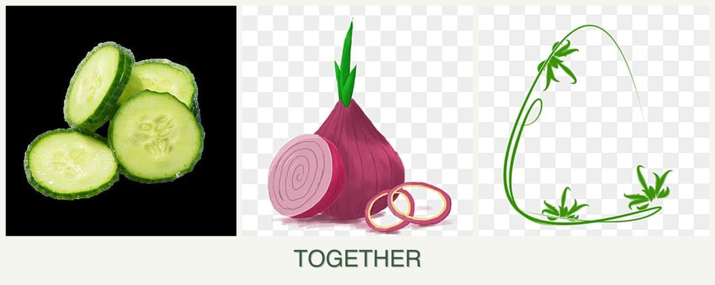 Can you plant cucumbers, onions and tarragon together?
