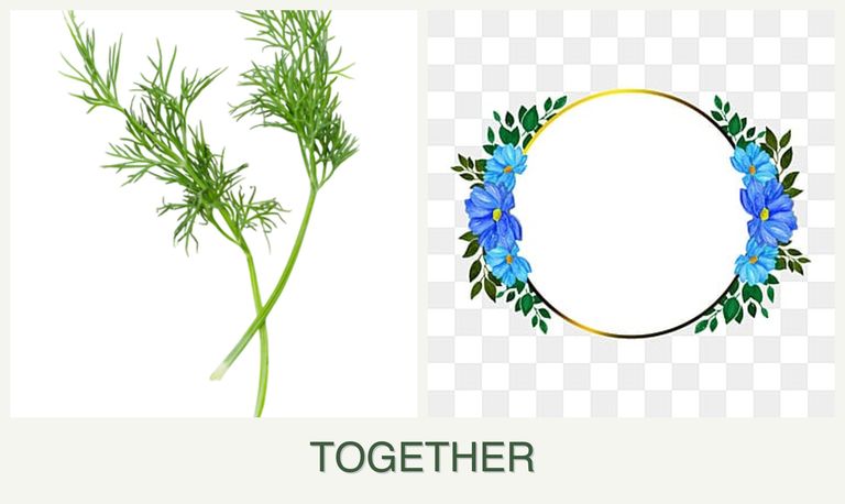 Can you plant dill and zinnias together?