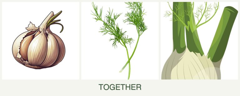 Can you plant garlic, dill and fennel together?