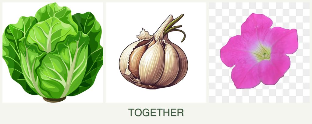Can you plant lettuce, garlic and petunias together?