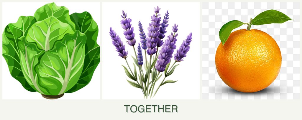 Can you plant lettuce, lavender and oranges together?