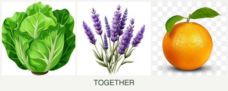Can you plant lettuce, lavender and oranges together?