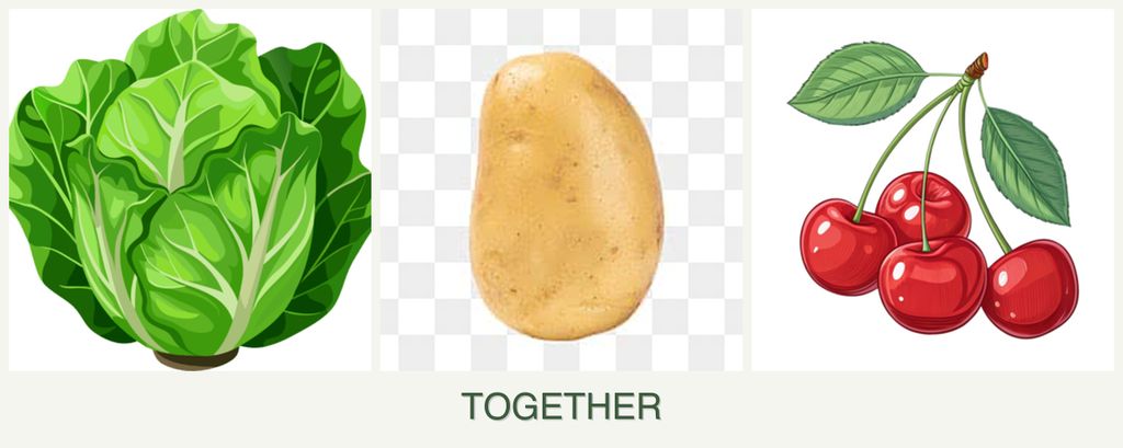 Can you plant lettuce, potatoes and cherries together?