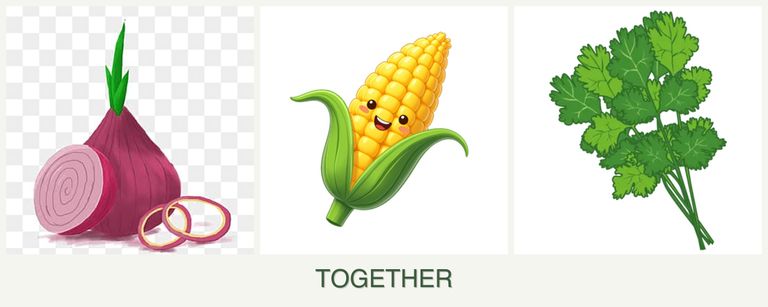 Can you plant onions, corn and cilantro together?
