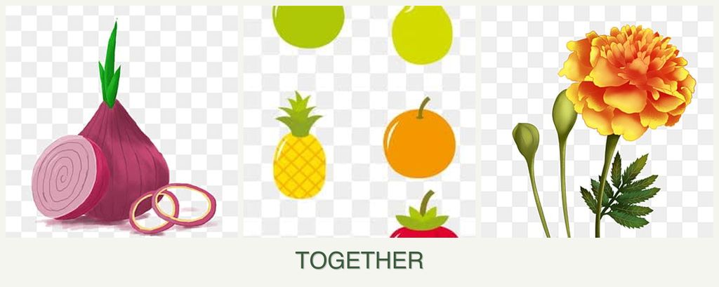 Can you plant onions, pears and marigolds together?