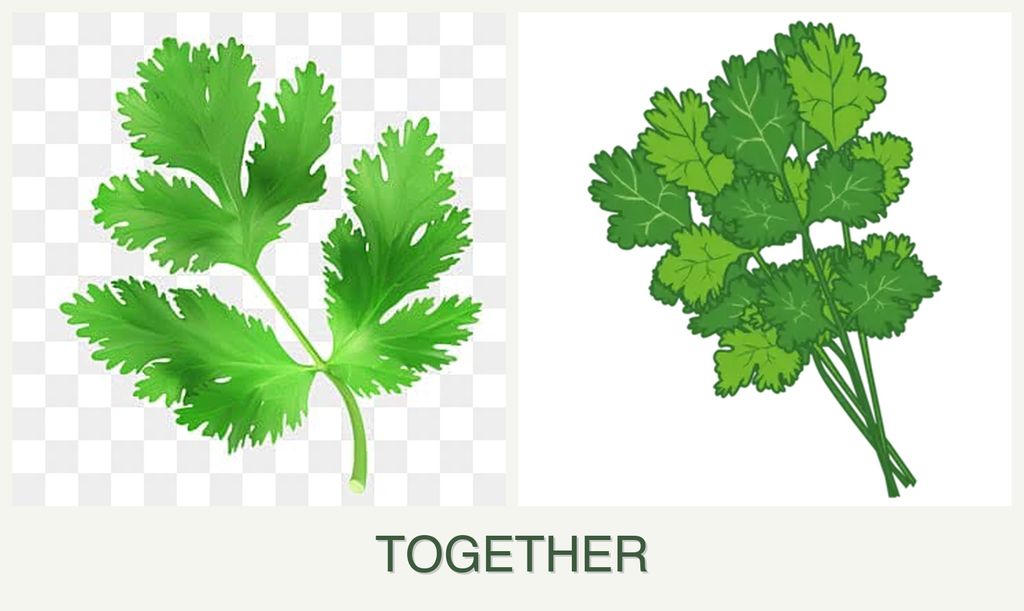 Can you plant parsley and cilantro together?