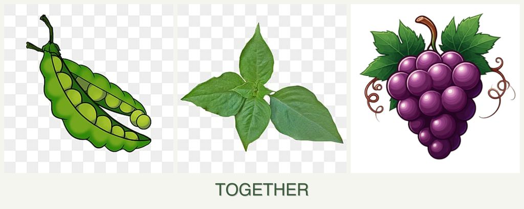 Can you plant peas, basil and grapes together?