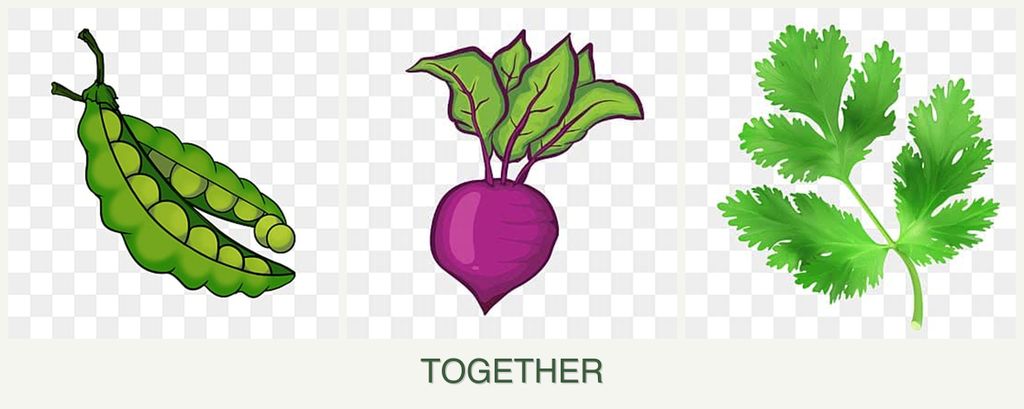 Can you plant peas, beets and parsley together?