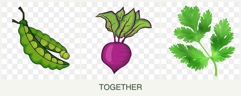Can you plant peas, beets and parsley together?