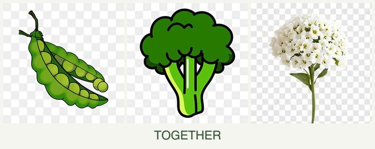 Can you plant peas, broccoli and alyssum together?
