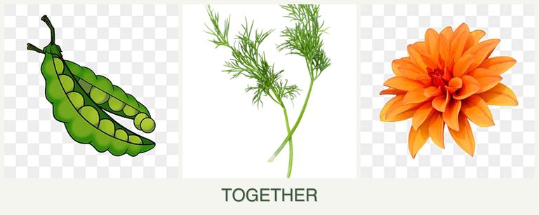Can you plant peas, dill and dahlias together?