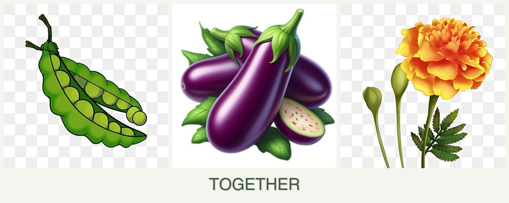 Can you plant peas, eggplant and marigolds together?