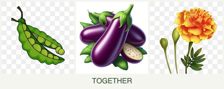 Can you plant peas, eggplant and marigolds together?