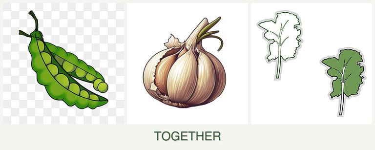 Can you plant peas, garlic and kale together?