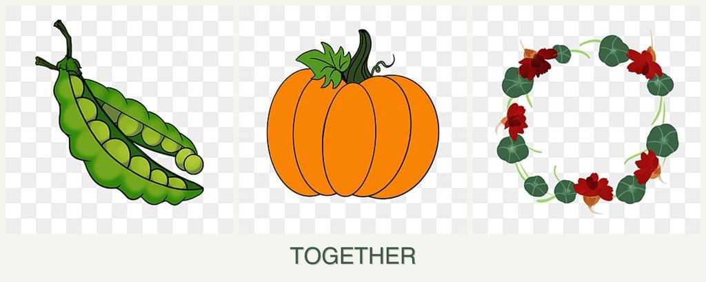 Can you plant peas, pumpkin and nasturtiums together?