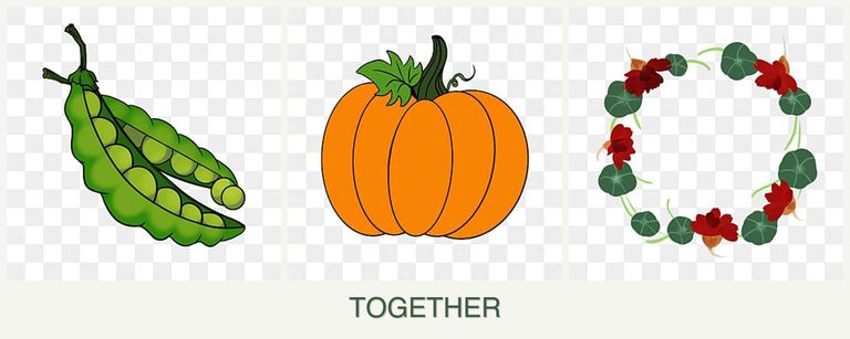 Can you plant peas, pumpkin and nasturtiums together?