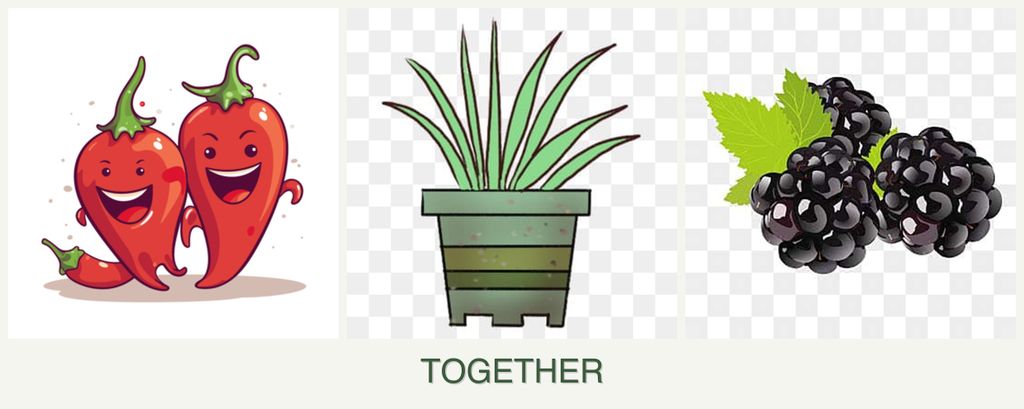 Can you plant peppers, lemongrass and blackberries together?