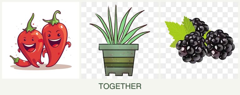 Can you plant peppers, lemongrass and blackberries together?