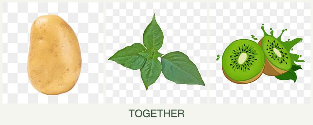 Can you plant potatoes, basil and kiwi together?