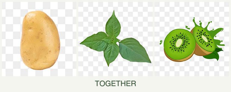 Can you plant potatoes, basil and kiwi together?