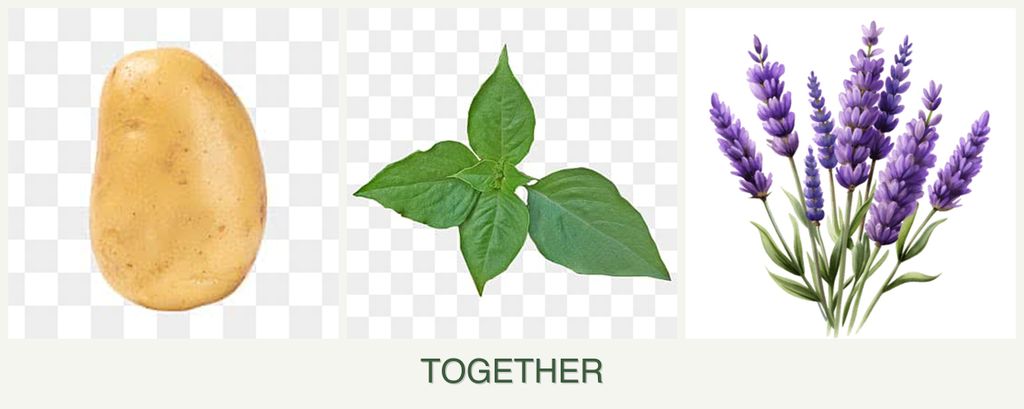 Can you plant potatoes, basil and lavender together?