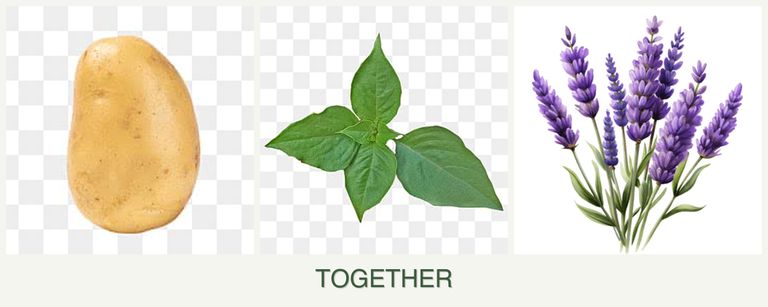 Can you plant potatoes, basil and lavender together?