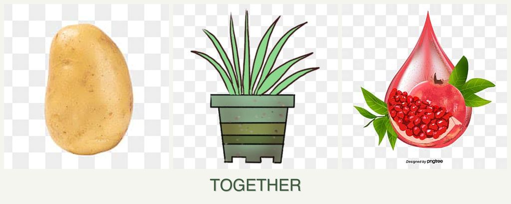 Can you plant potatoes, lemongrass and pomegranates together?