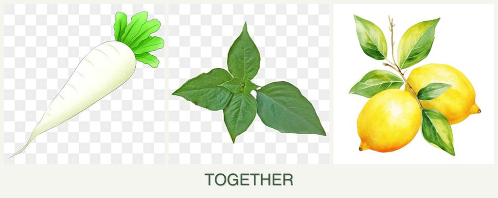 Can you plant radishes, basil and lemons together?