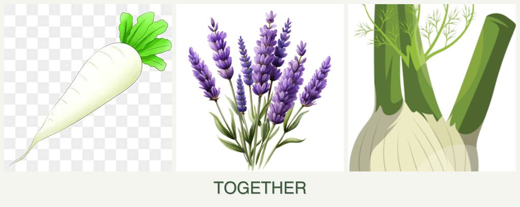 Can you plant radishes, lavender and fennel together?
