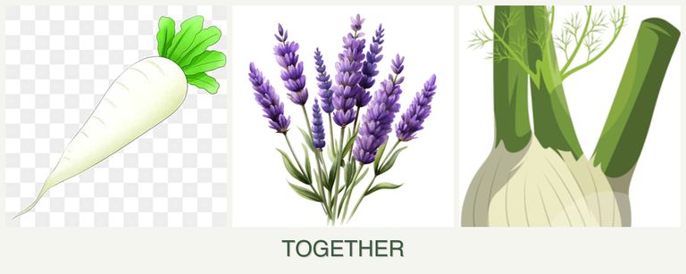Can you plant radishes, lavender and fennel together?