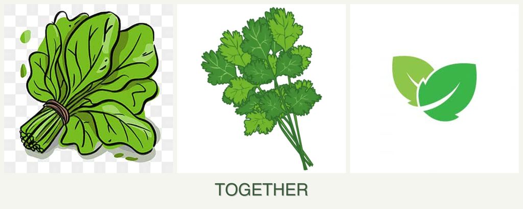 Can you plant spinach, cilantro and mint together?