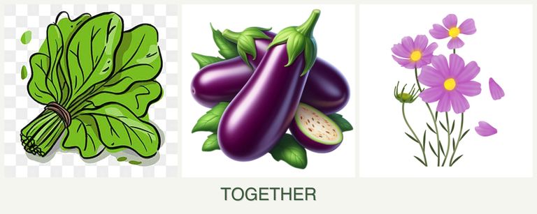 Can you plant spinach, eggplant and cosmos together?