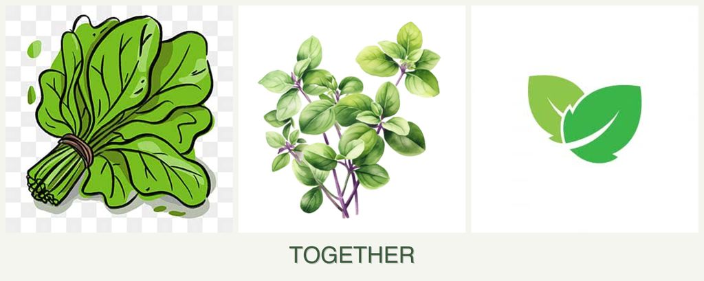 Can you plant spinach, oregano and mint together?