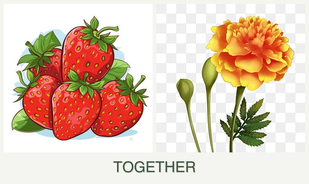 Can you plant strawberries and marigolds together?